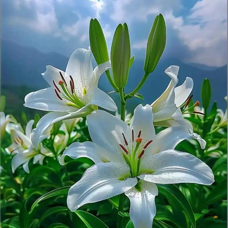 桃花不赴约