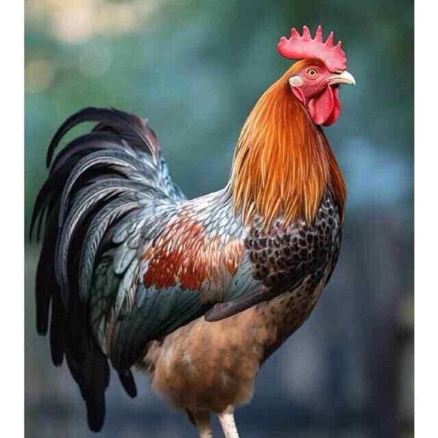 90007449933