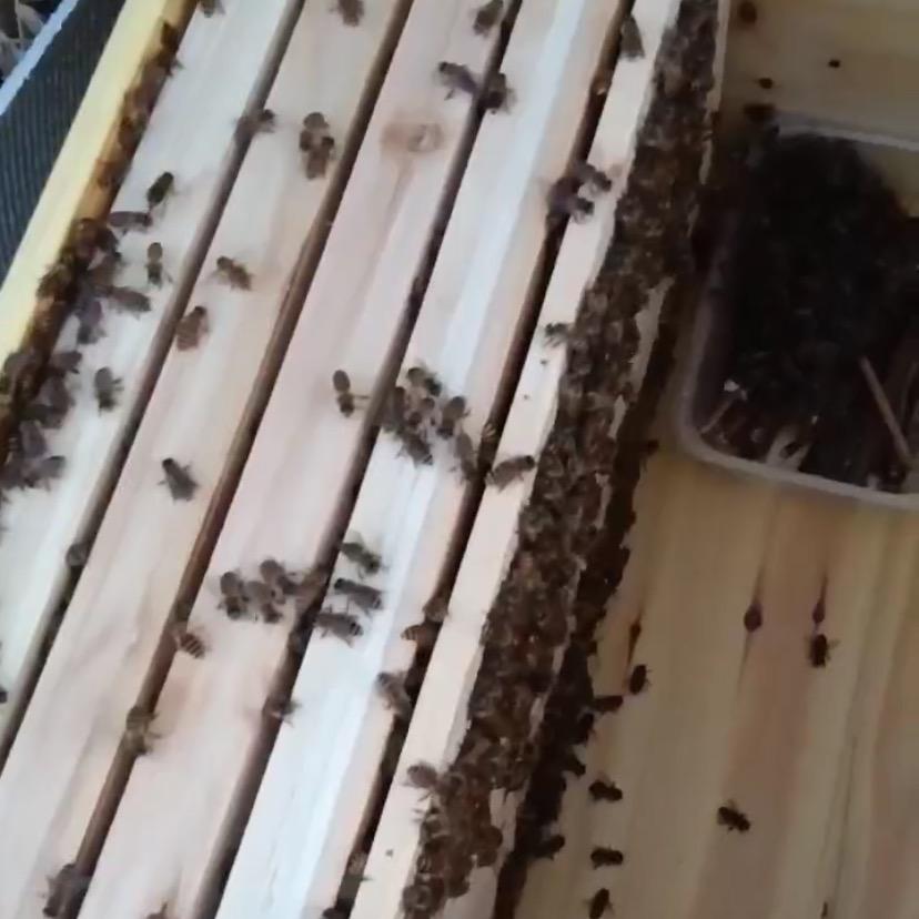 90后爱好养蜂-阿勇