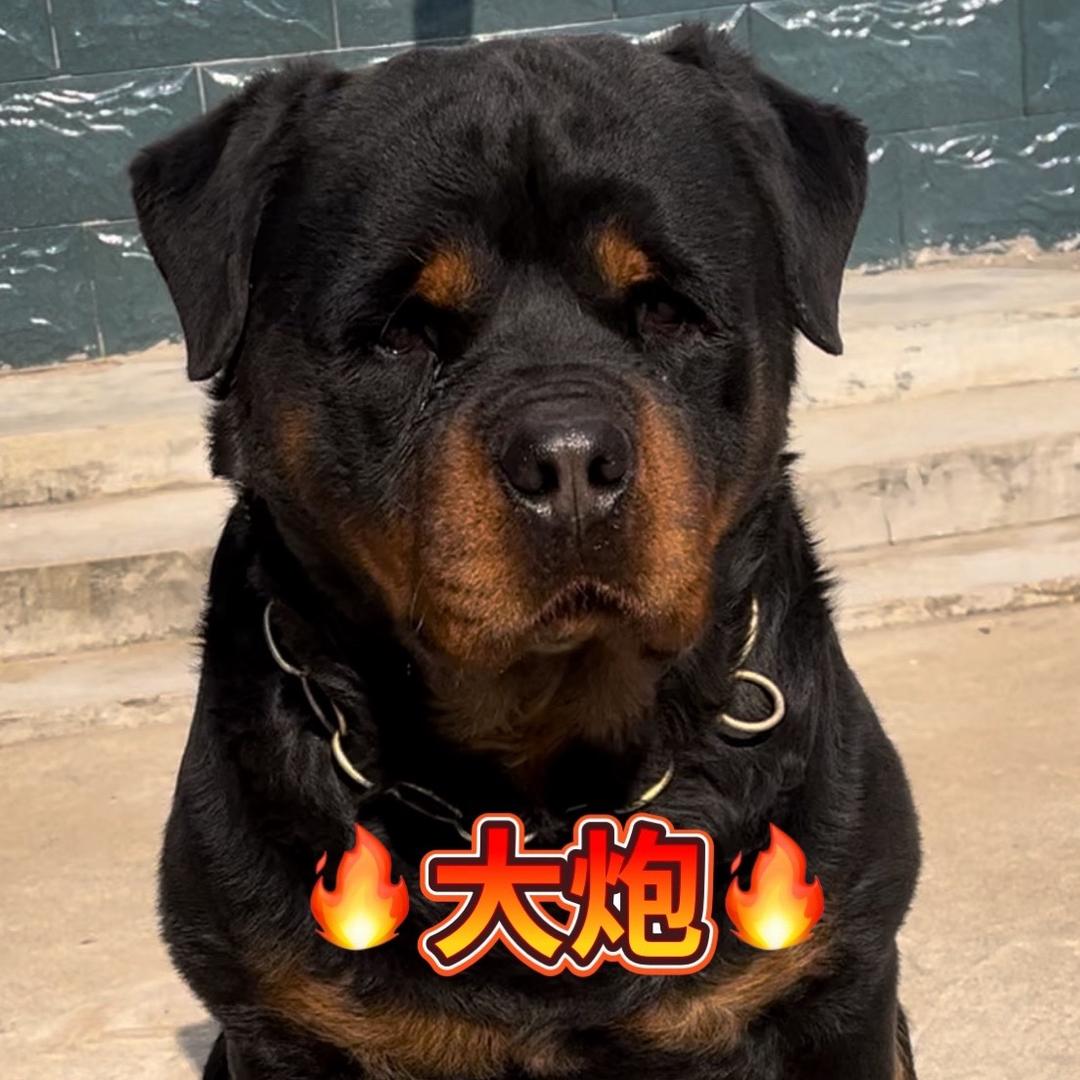 安少《罗威纳犬》