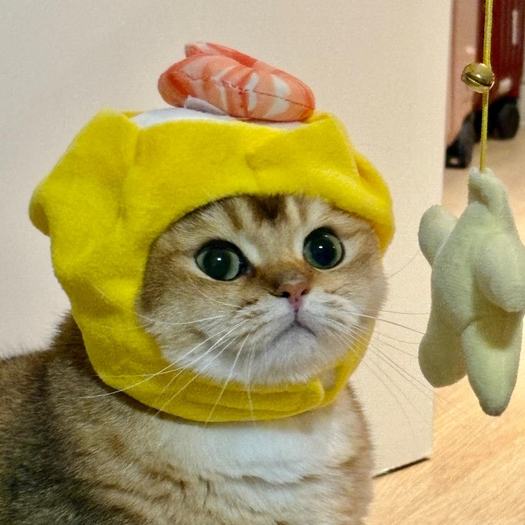 福狮不是猫