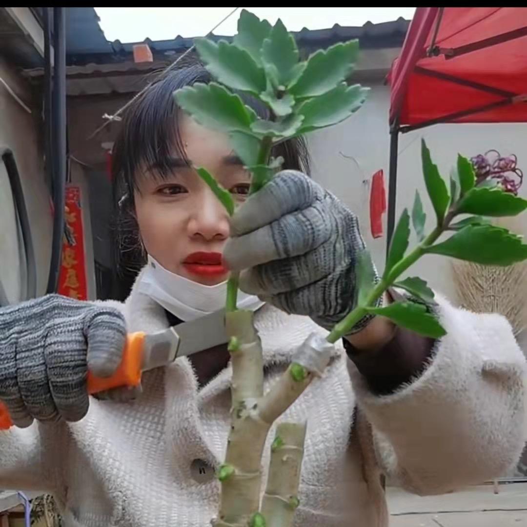 林姐教养花