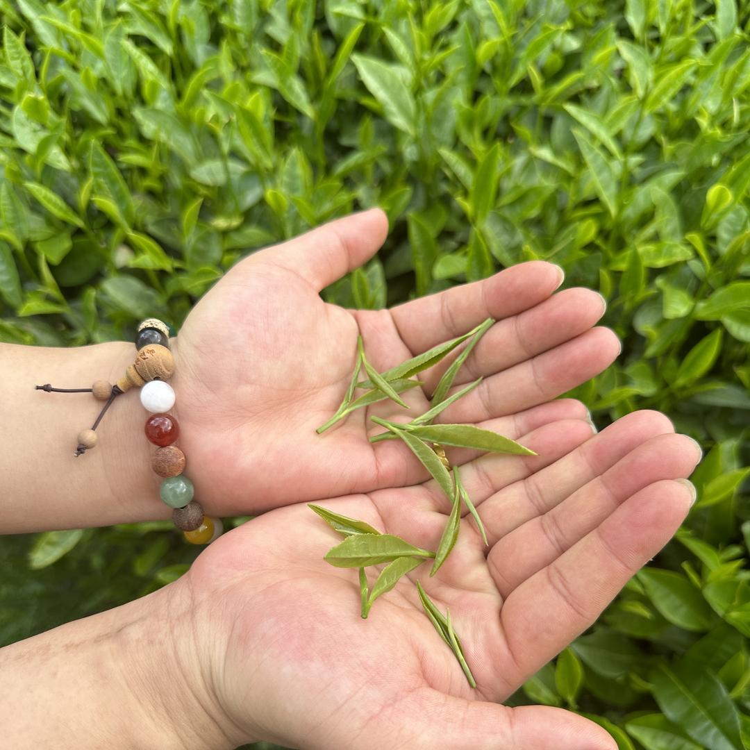 阿杰有好茶