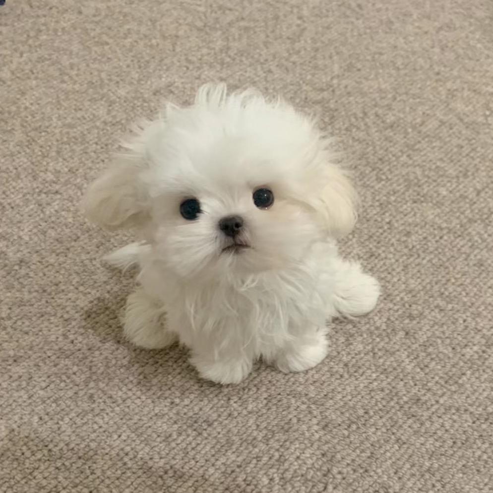橙橙