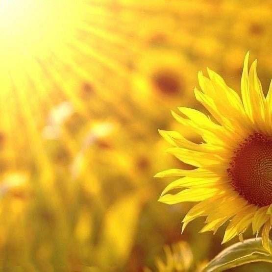 🌻静🐯🎊