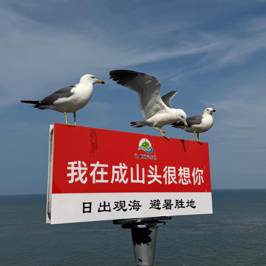 畅玩成山头