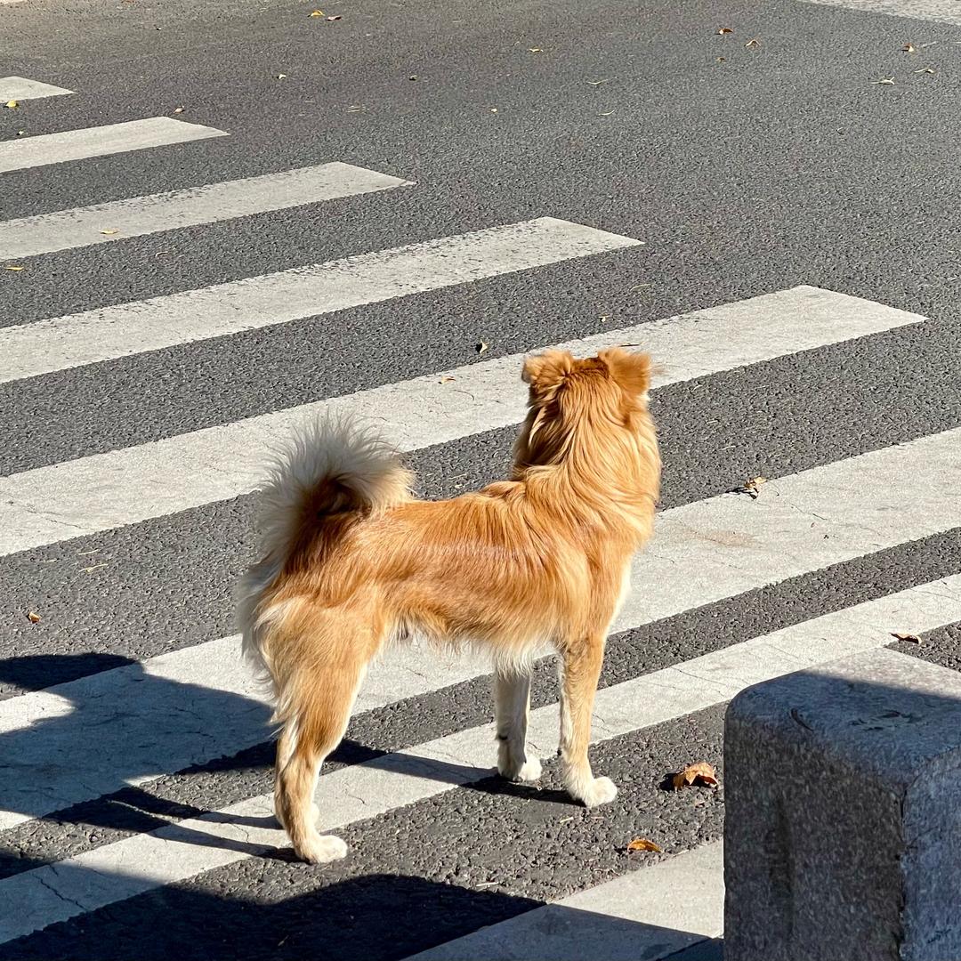 蹬腿兔子爱吃拉拉秧