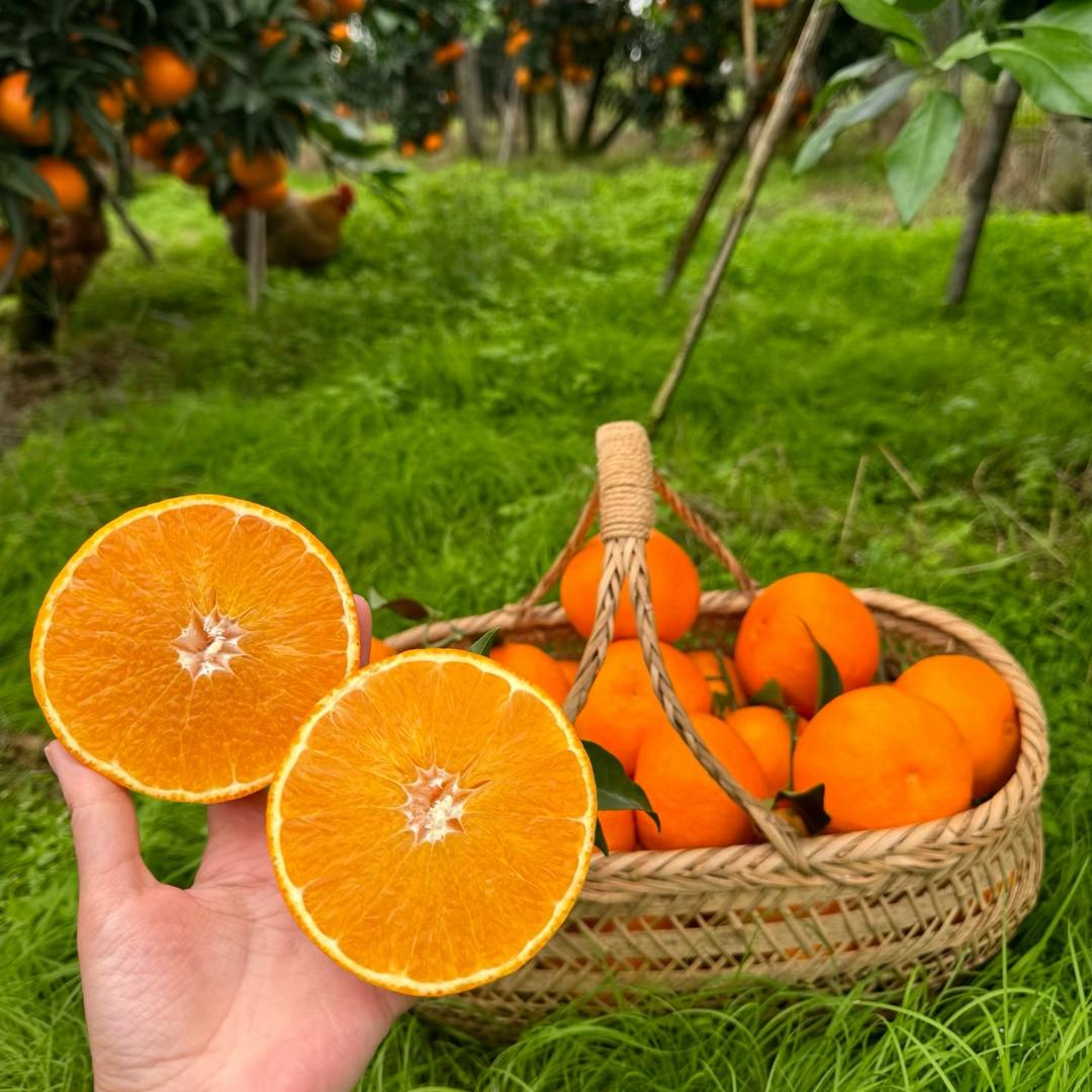 浏阳市常朝丘商贸有限公司运营号