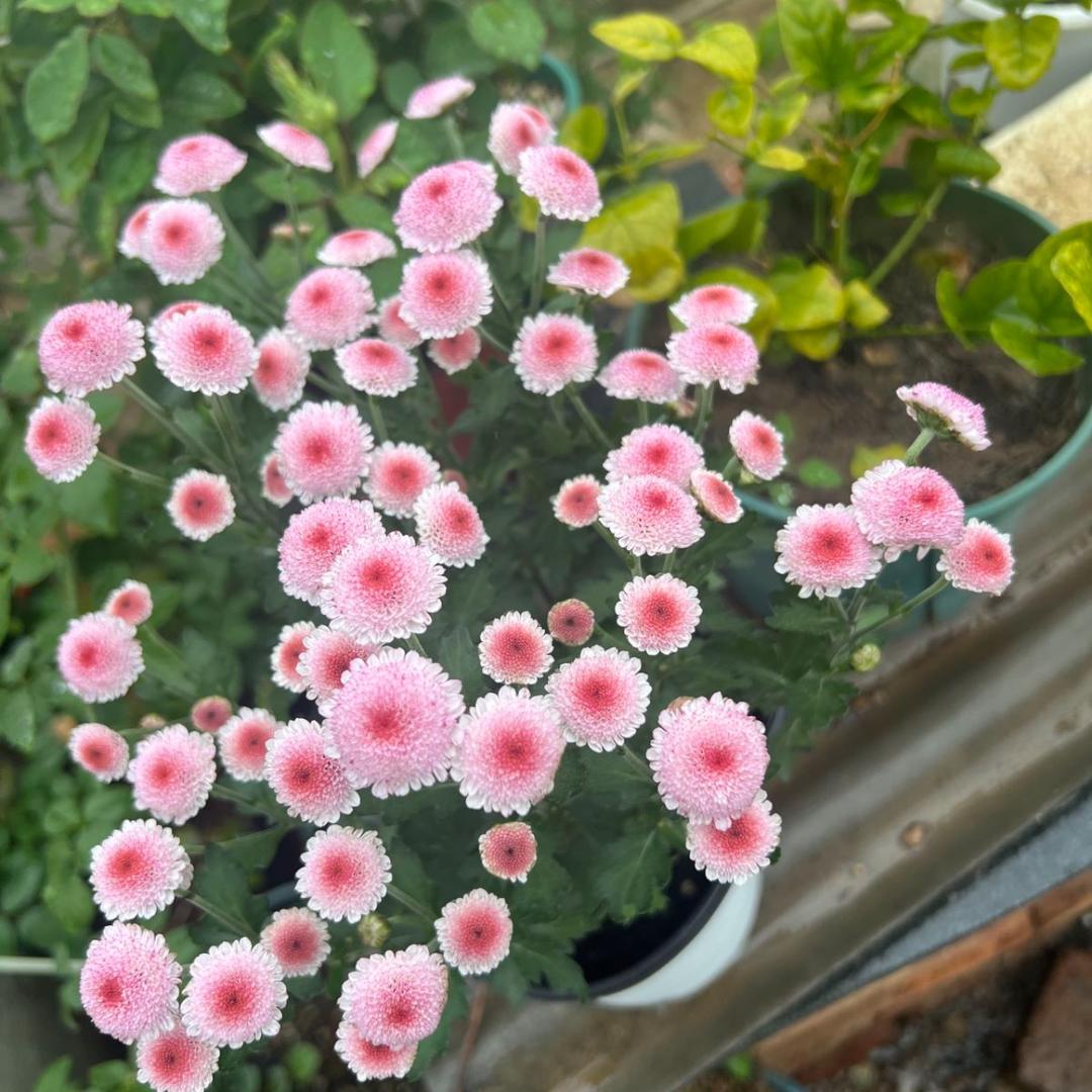 🌈是阳阳芽🌸