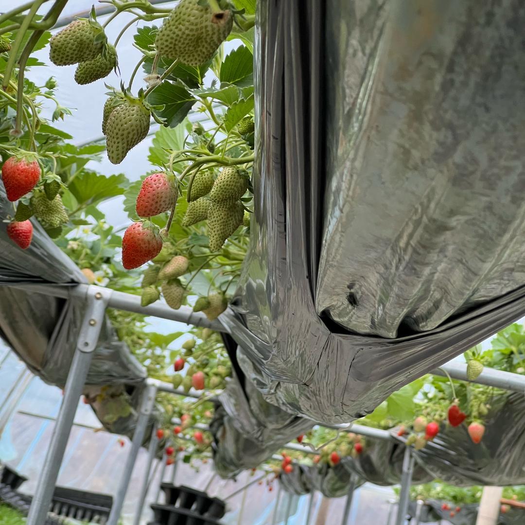 随喜草莓采摘