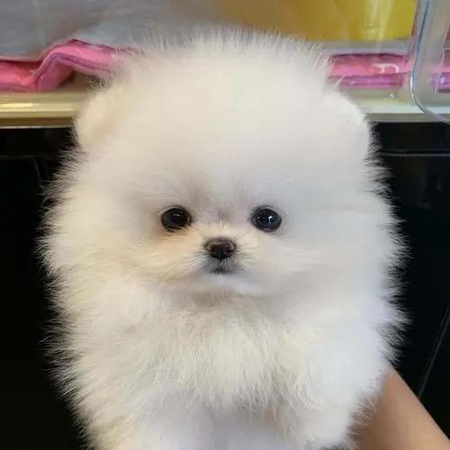 全国宠物猫狗交易市场