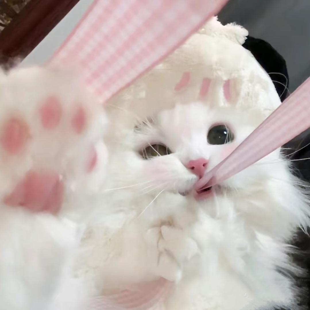 静崽