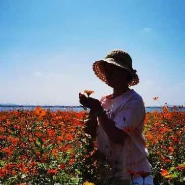 孟苹果