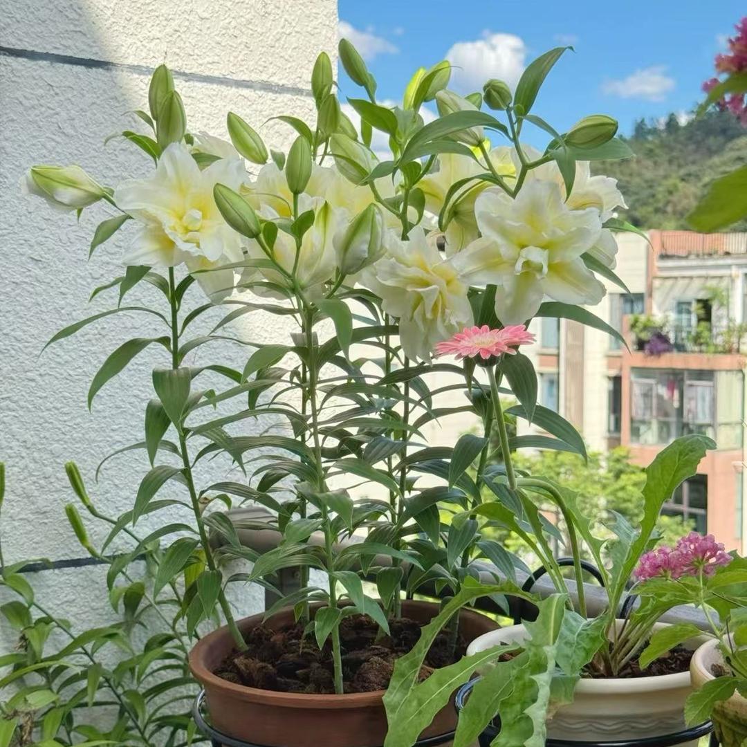 四季百合花卉工作室