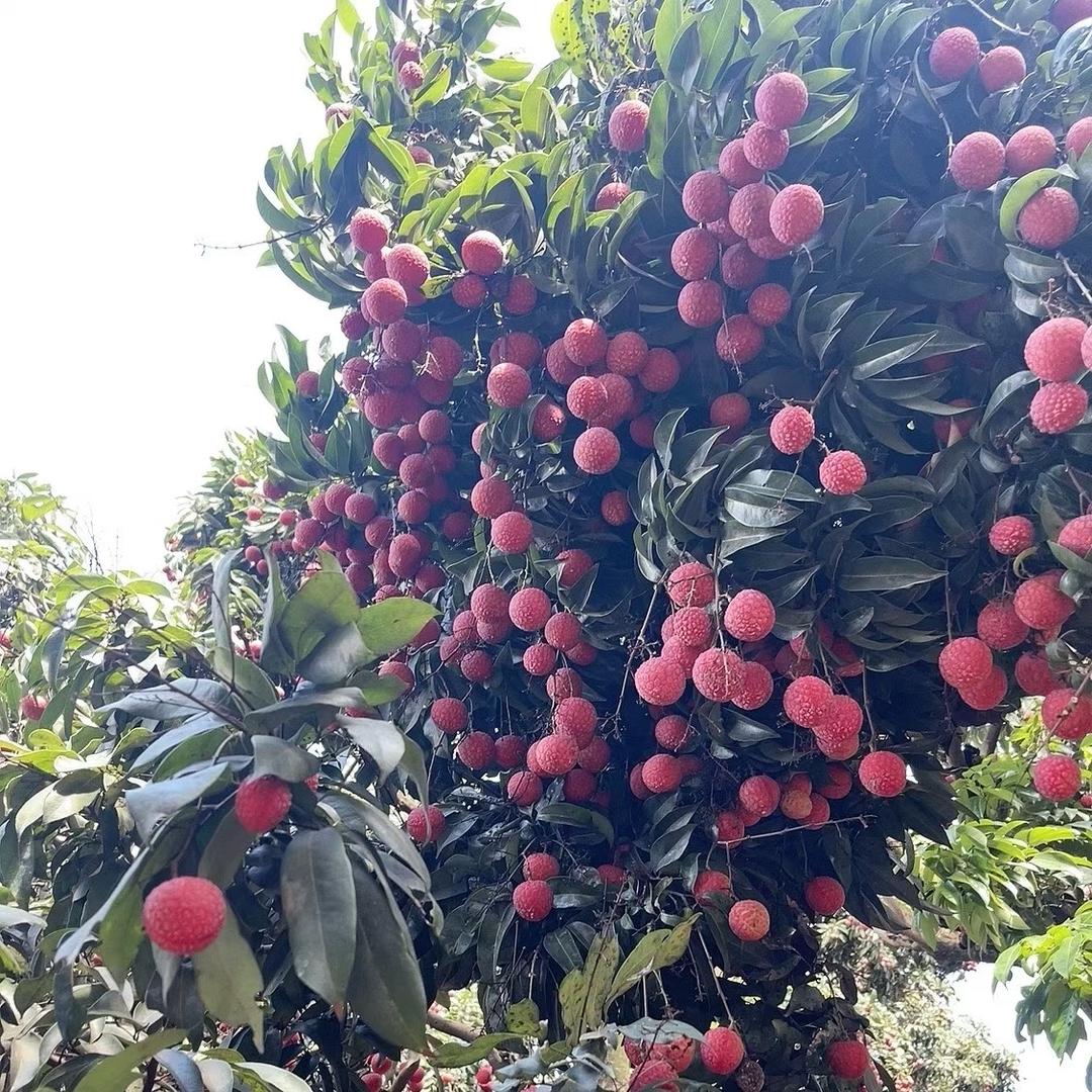 刘春燕