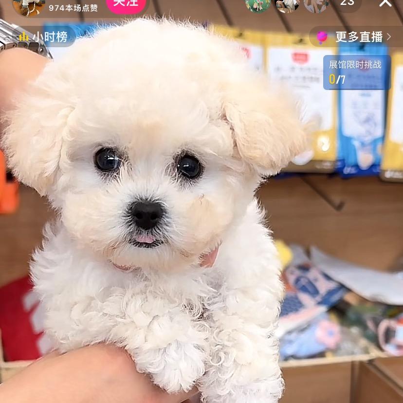柚子皮
