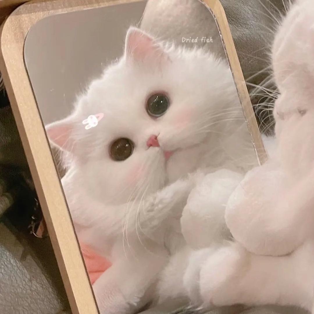 玲珑🪷