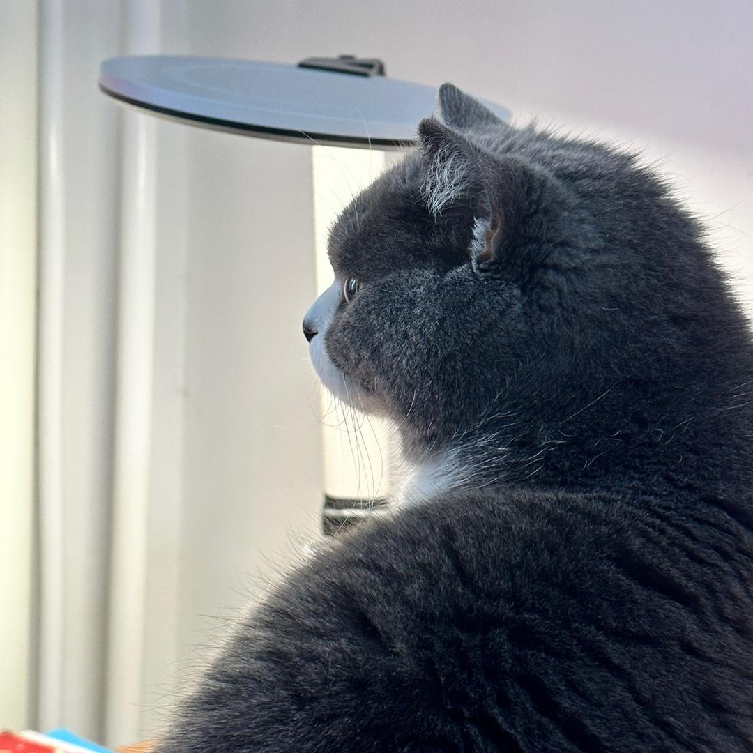 地球活跃的珊瑚