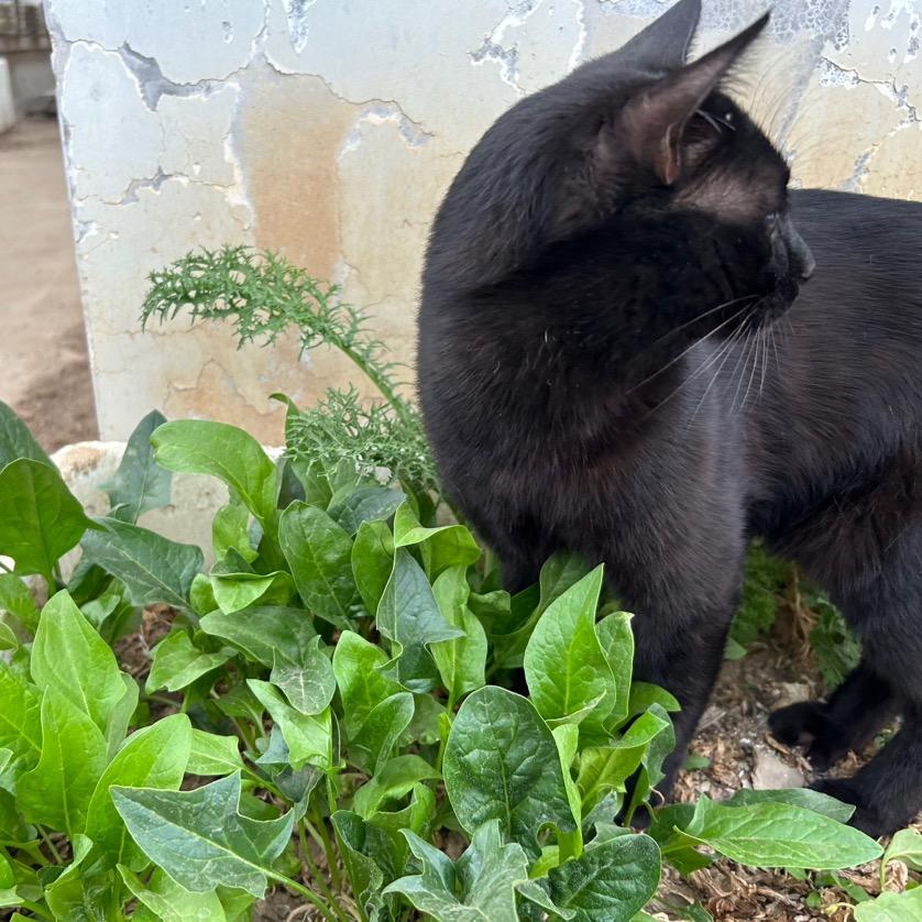 大河种菜草编