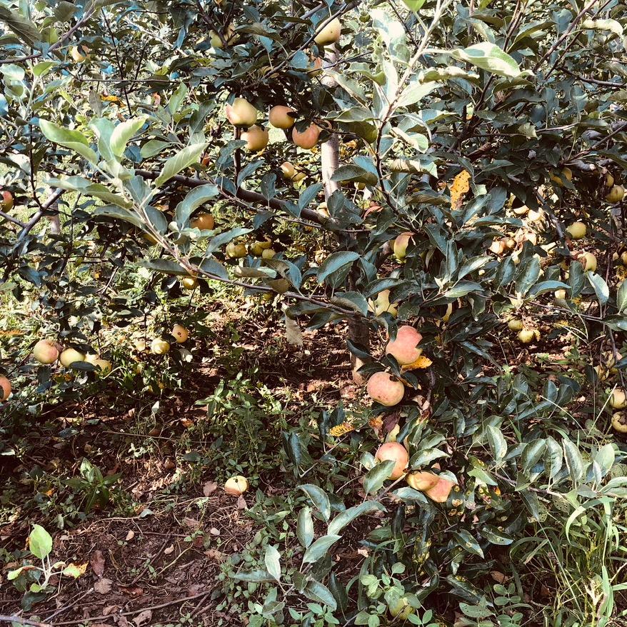 ￡叫兽↘大叔彡