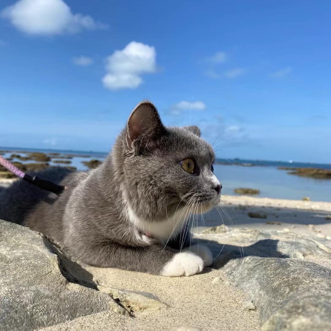 狮子座的养宠日记