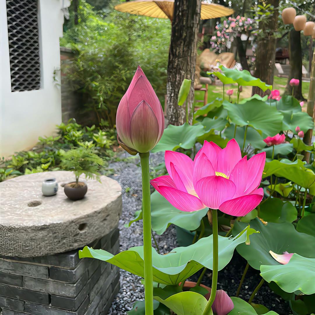 酸辣粉不加辣