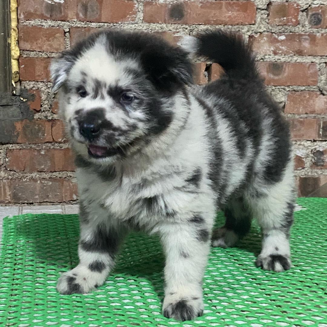 力天犬舍（五红犬养殖）