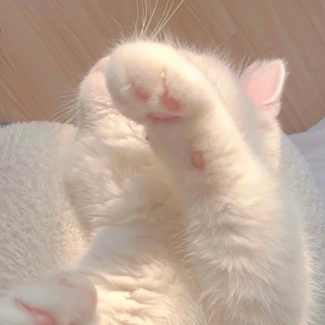 ✨小小忽忽吖✨