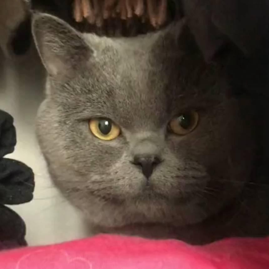 小懒猫
