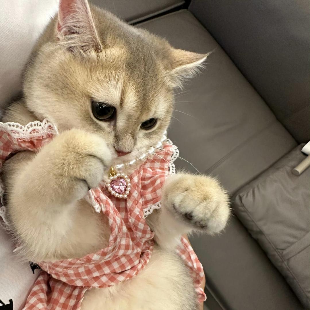 小圈圈