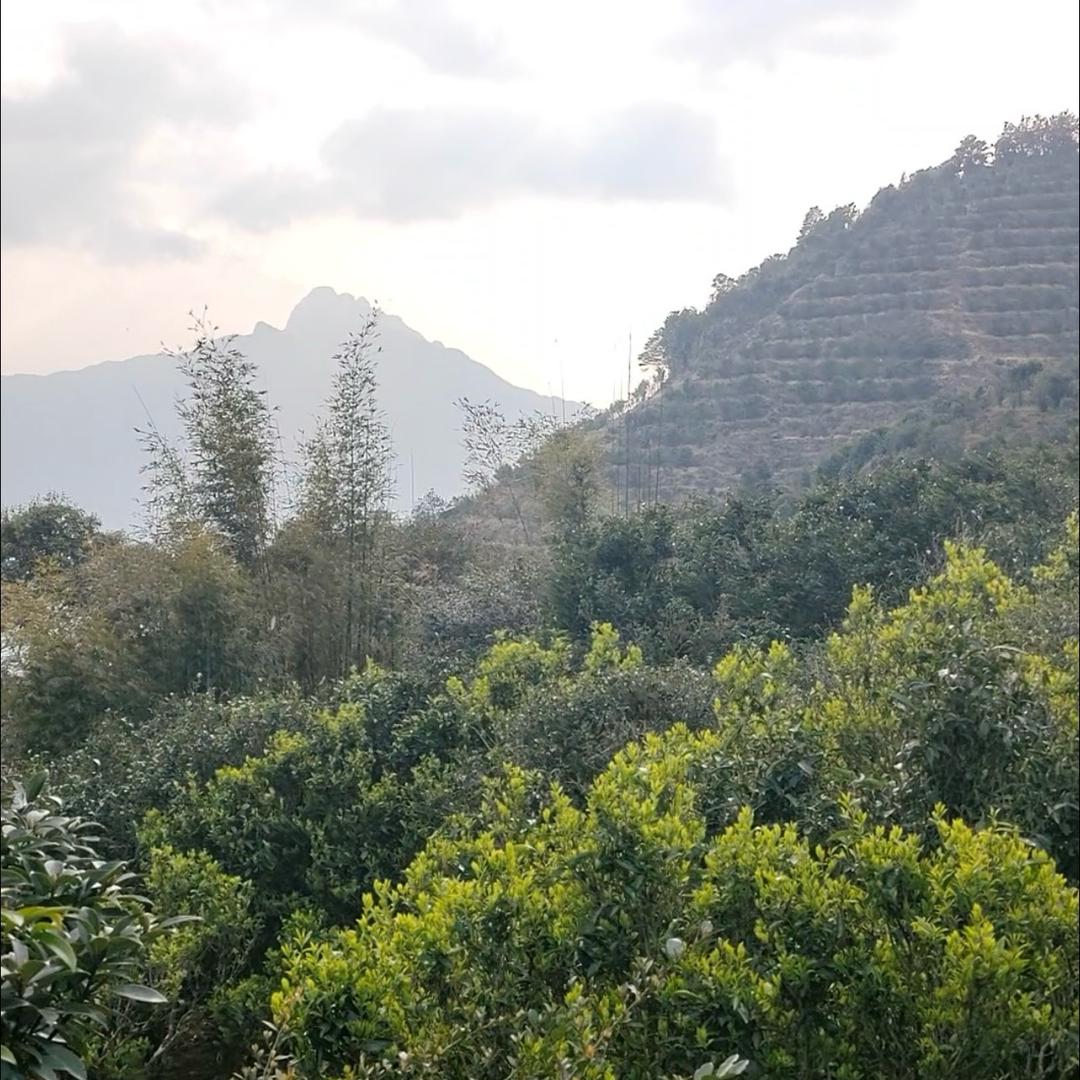 阿龙茶叶商行