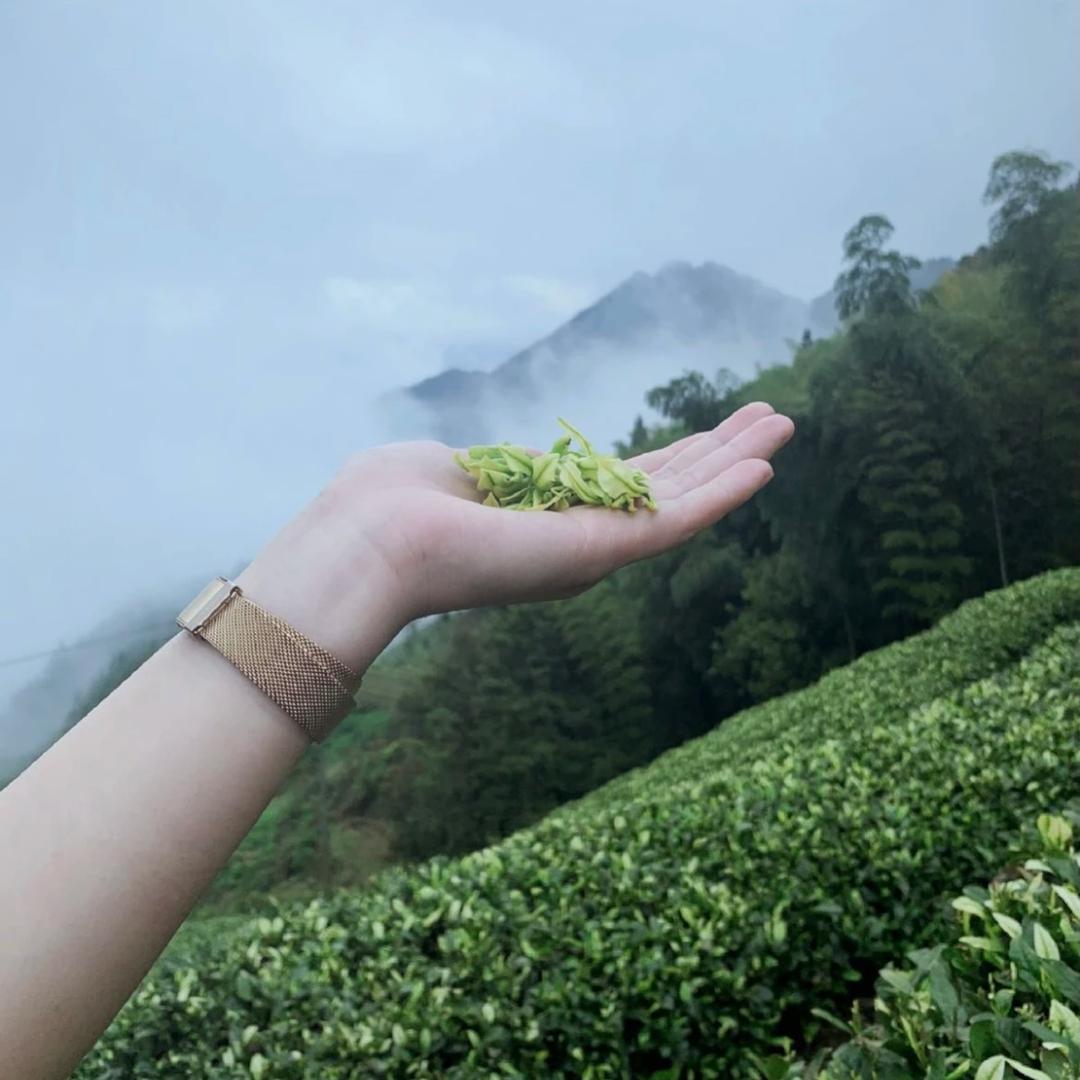 御非御茶茶叶专卖店