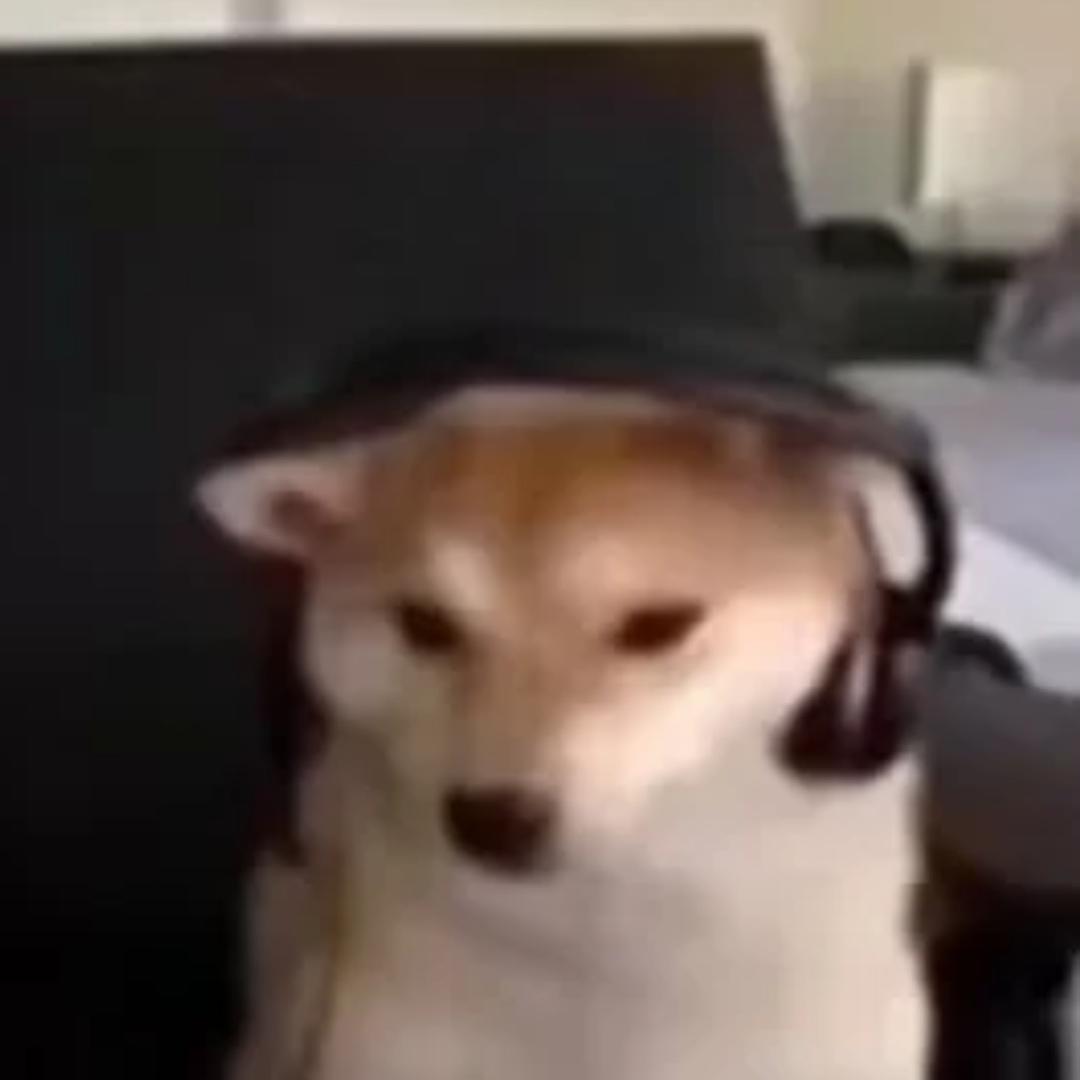 肥鲶鱼