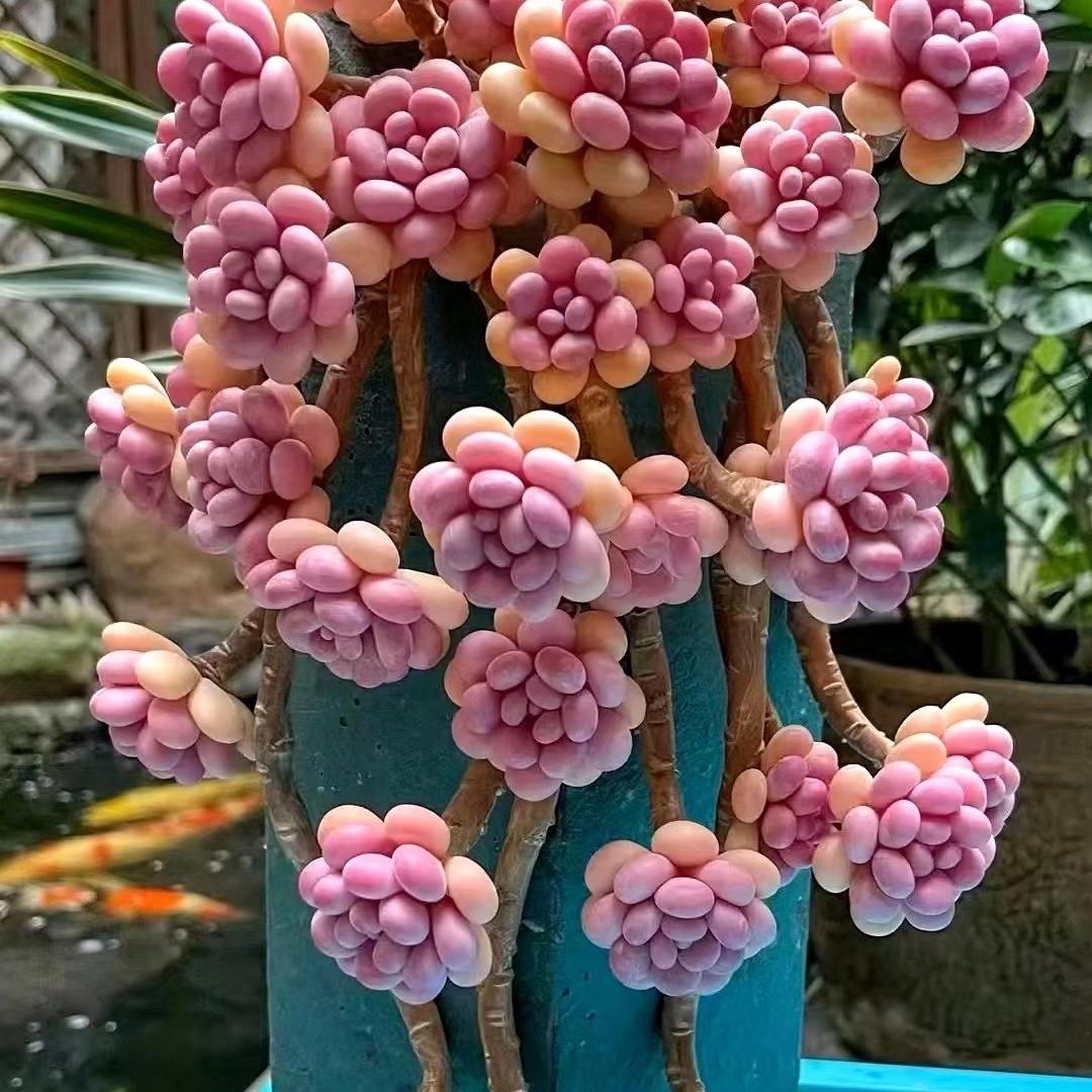 森林之心精品多肉