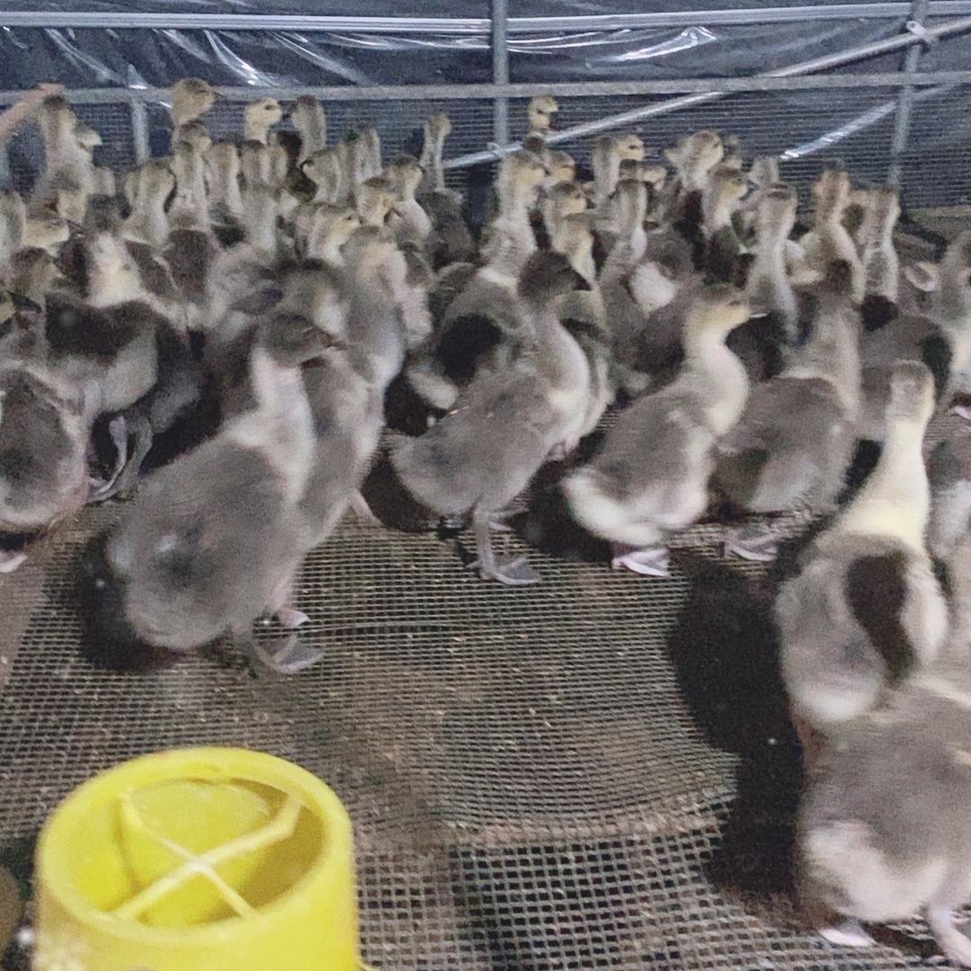 飞采龙大种鹅