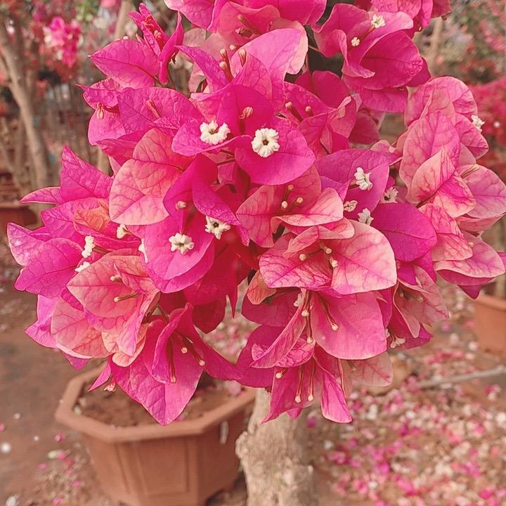 多彩花语三角梅