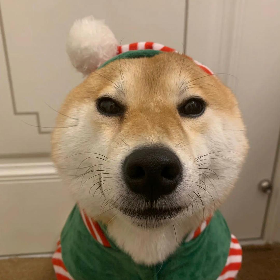 一坨肥肥猫