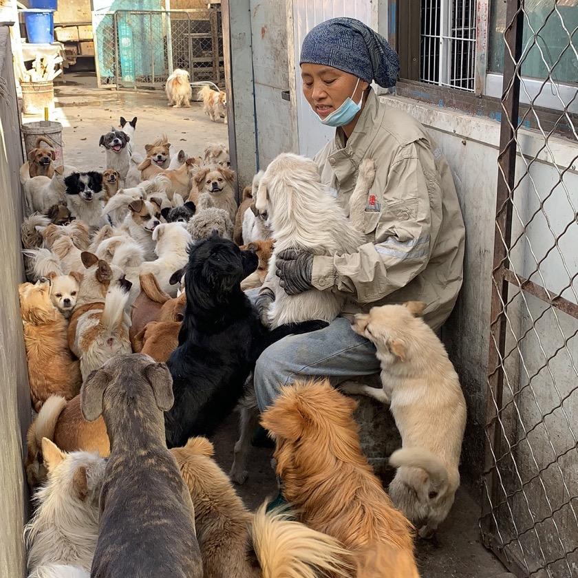 嘉峪关晴天流浪狗基地