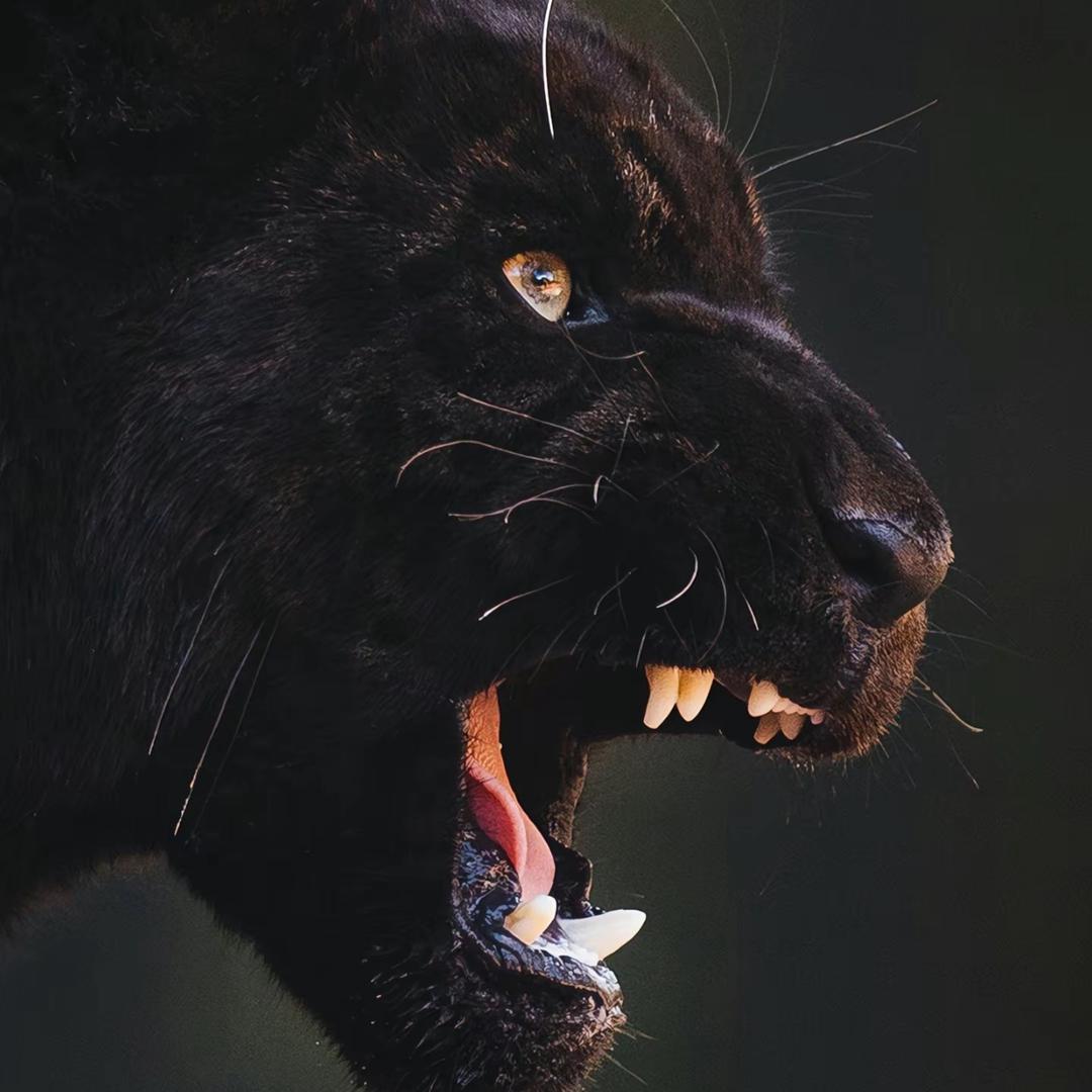 美洲豹🐆