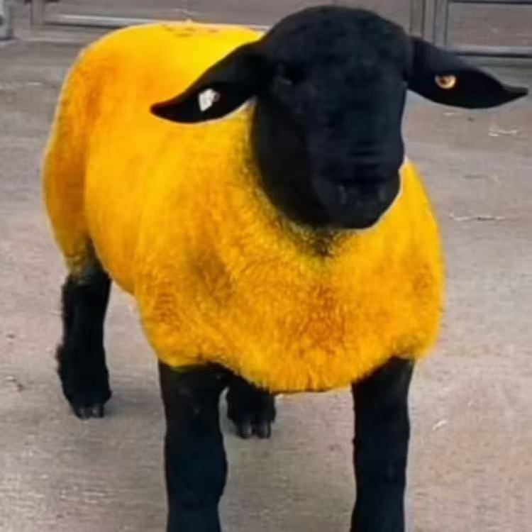 天山上得满羊🐑羊