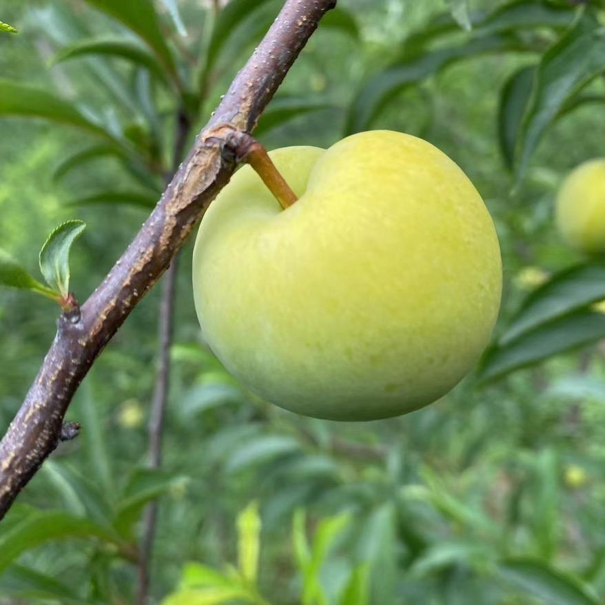 plum0808
