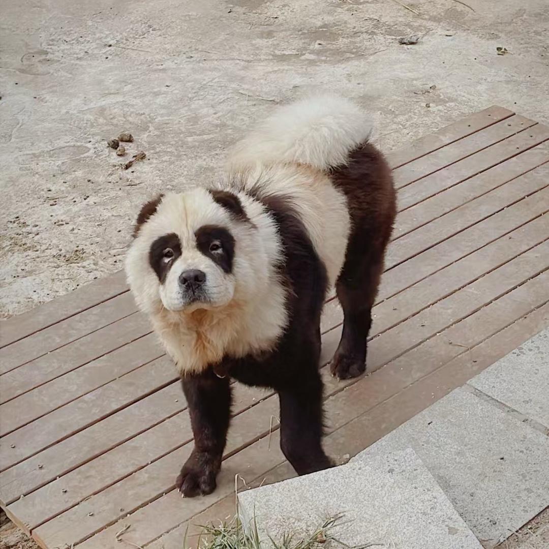王者荣耀蓝猫