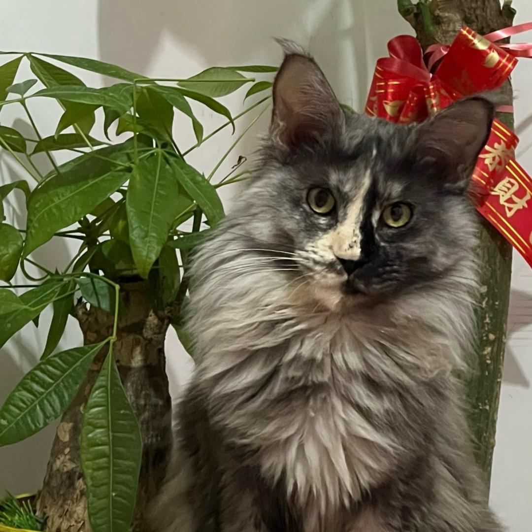 ♈海燕·缅因猫