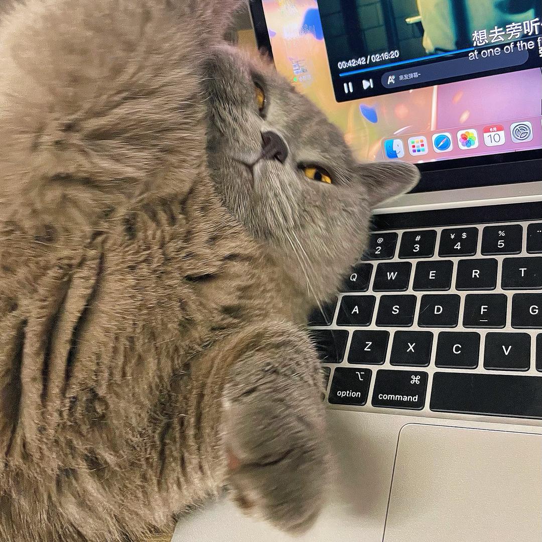 我有一只小懒🐱