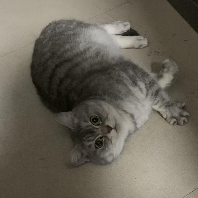 琴子爱生活
