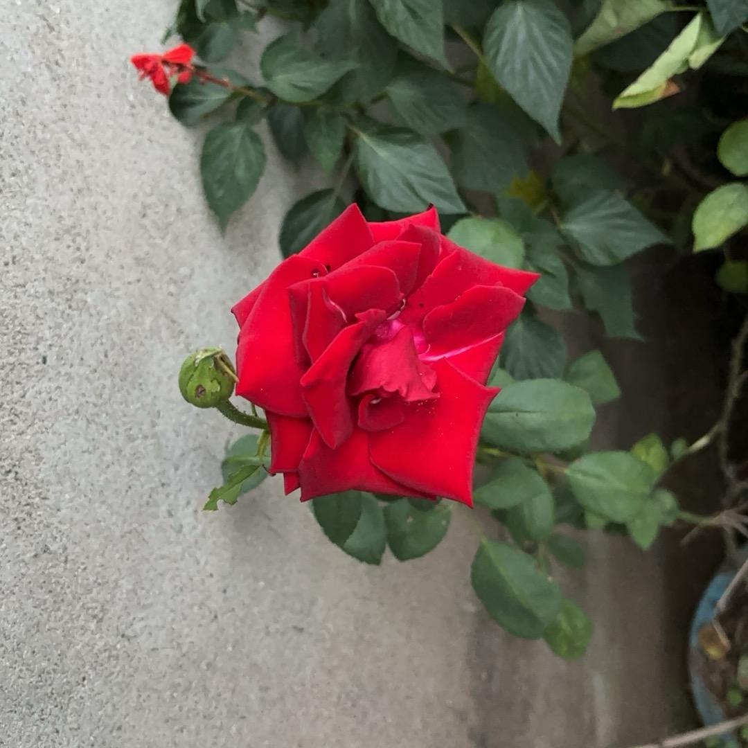 富贵花开