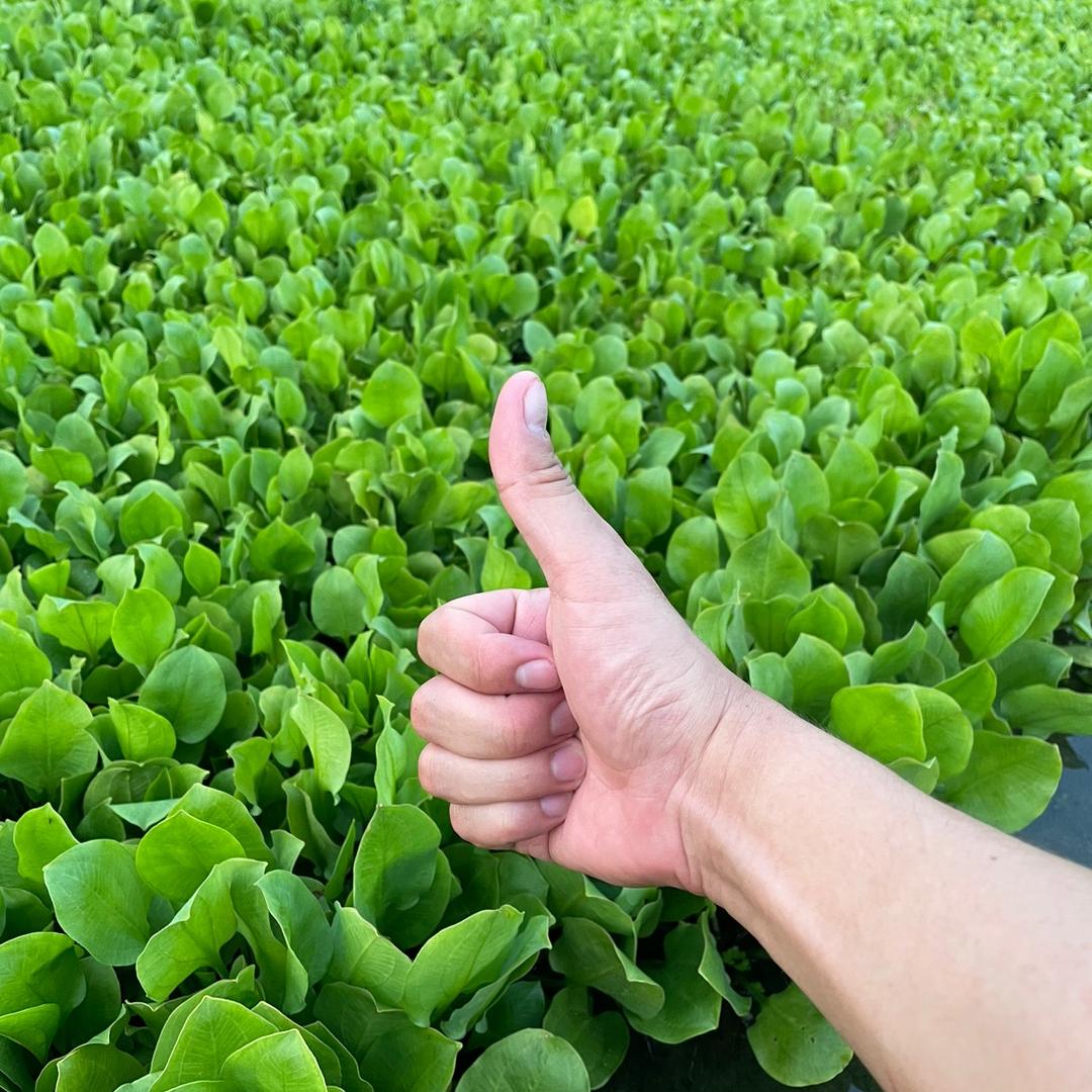 四川眉山泽泻种植户