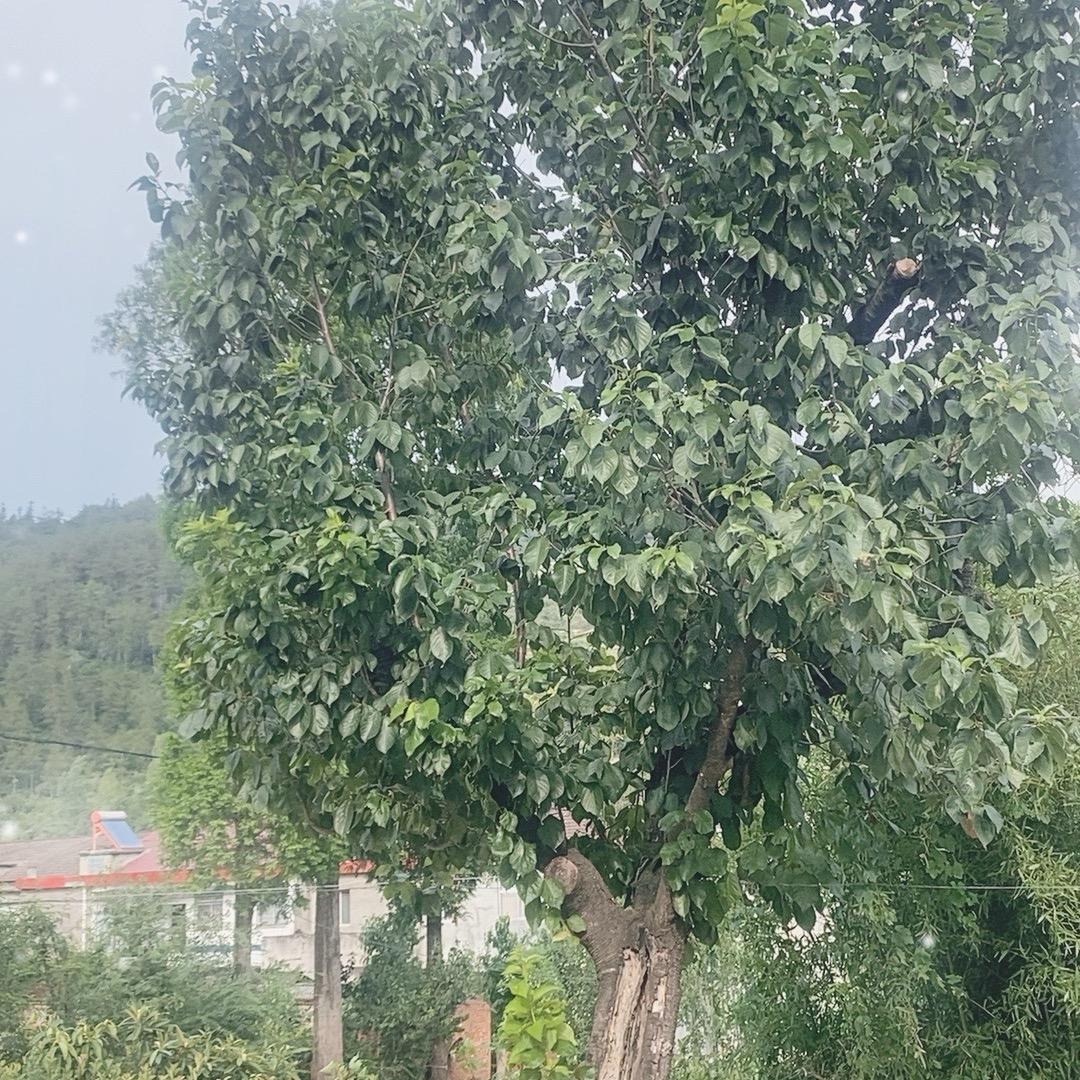 伽博-康康
