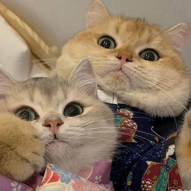 猫大小姐