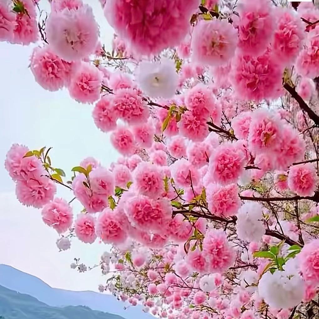 强势